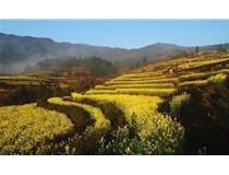 辦公室“踏青” 柯尼卡美能達彩色復印機C226把春色印給你